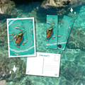 Le petit pêcheur - Pack carte postale & marque-page